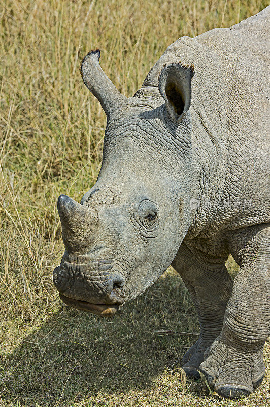 白犀牛或方唇犀牛(Ceratotherium simum)是现存的五种犀牛之一。它有宽阔的嘴巴用来吃草，是所有犀牛物种中最具群居性的。纳库鲁湖国家公园，肯尼亚。